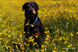 Hay Meadow